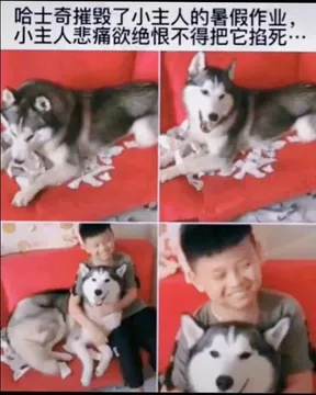 哈士奇 memes