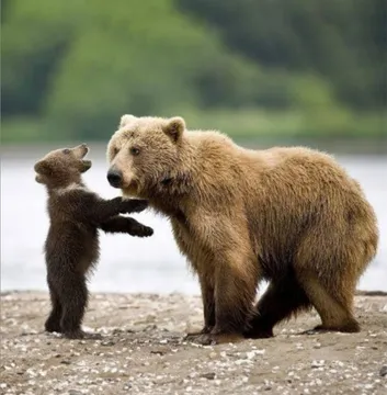 Bear hoky poky