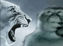 Tiger roaring at the thinking monkey