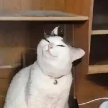 傲娇
