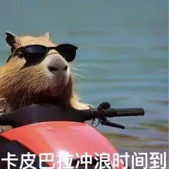 卡皮巴拉冲浪时间到(水豚表情包)