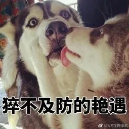 哈士奇与蘑菇头和熊猫人