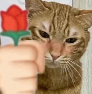 猫咪头拿玫瑰