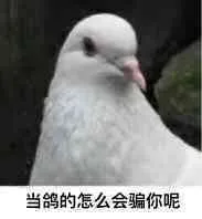 鸽子-当鸽的怎么能骗你呢