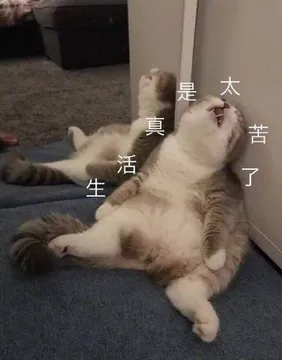 生活真是太苦了（叹气的猫咪）