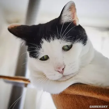 忧郁奶牛猫因丧丧表情走红网友：像极了生活中的我