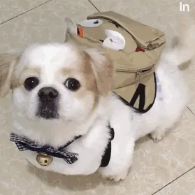 呆萌乖乖狗眨眼 GIF