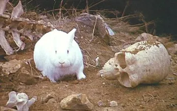 Monty Python rabbit