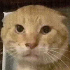 耄耋红温