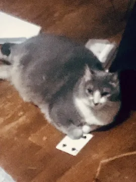Big Fat Cat