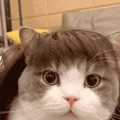 可爱猫咪动图表情包：完了芭比Q了~~