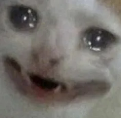 crying cat