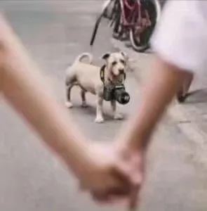 单身狗表情包