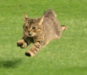 猫猫奔跑