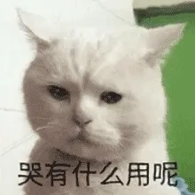 哭有什么用呢 猫咪表情包