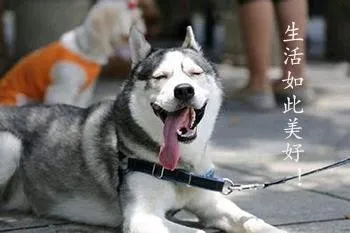 哈士奇与蘑菇头和熊猫人