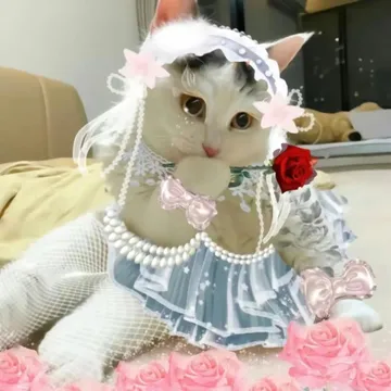 捂嘴笑骚猫表情包