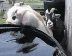 羊舔水!