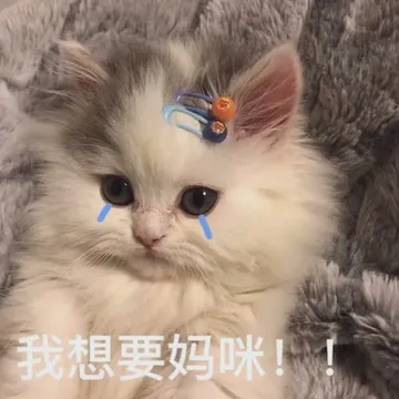 我想要妈咪