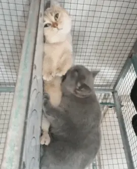 亲亲我的宝贝GIF 动图