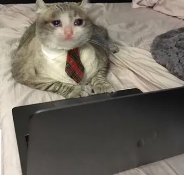 Crying office cat