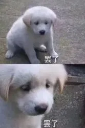 狗子：罢了