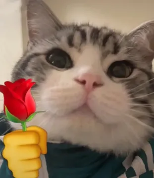 猫咪头拿玫瑰