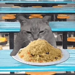 (猫猫干饭 GIF 动图)
