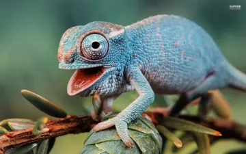 Guffaw chameleon.