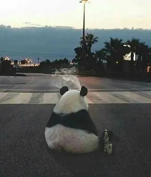 孤独的熊猫