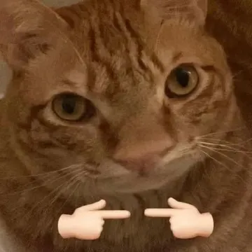 猫猫揣手手表情包