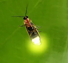 Firefly