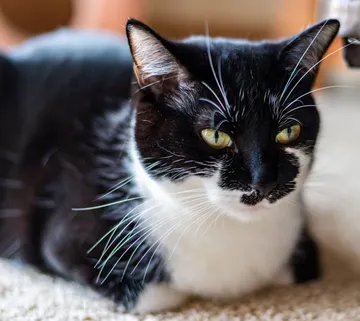 Tuxedo Cat