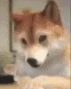 狗子：哈哈哈哈