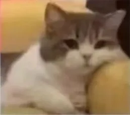 (猫猫表情包)