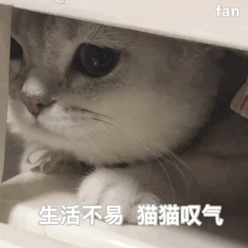 生活不易.猫猫叹气