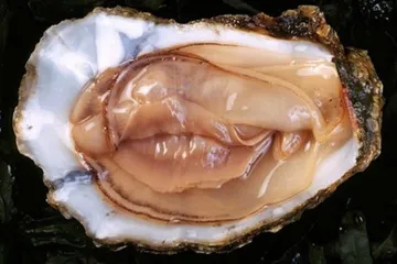 oyster