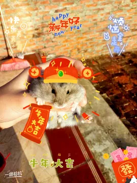 ?仓鼠圆圆的日常生活