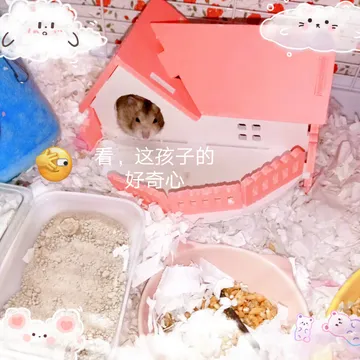 ?仓鼠圆圆的日常生活