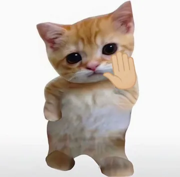 小猫咪自拍表情包