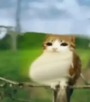 猫头鹰小猫表情包