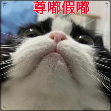 最近网上火爆的奶牛猫猫表情包已经来啦!