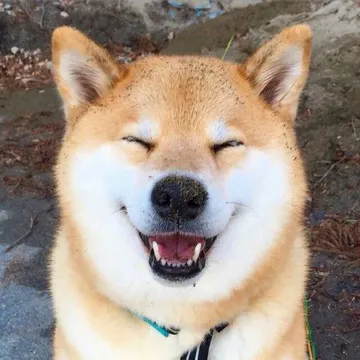 doge