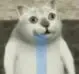 奇妙猫00004-口水猫