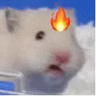 鼠鼠发火 GIF 动图表情包
