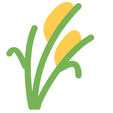 Sheaf of rice