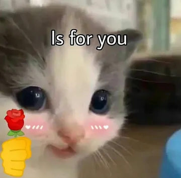 猫咪头拿玫瑰 is for you