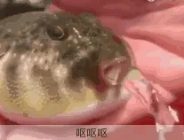 呕呕呕