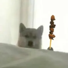 doge狗狗拿烧烤动图表情包