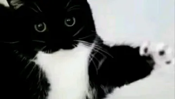 奶牛猫表情包分享
